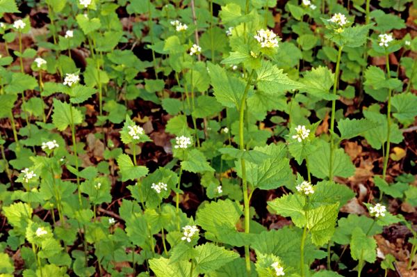 Garlic Mustard Removal in Scottsdale