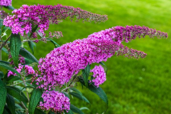 Butterfly Bush Removal in Scottsdale