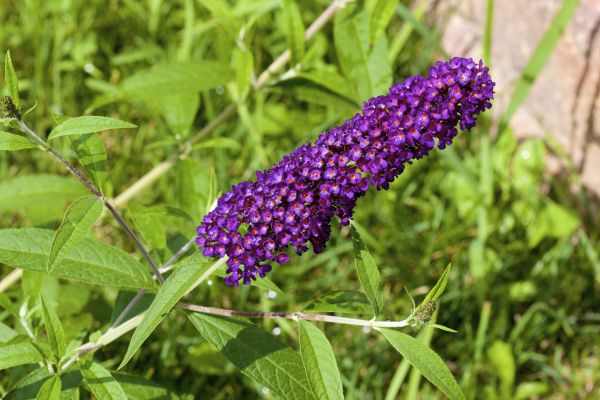 Butterfly Bush Pruning in Scottsdale