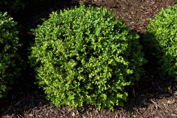 Boxwood Removal in Scottsdale