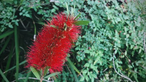 Bottlebrush Pruning in Scottsdale