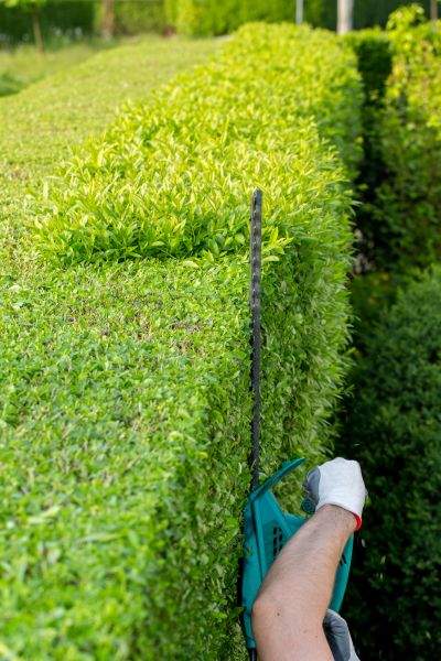 Hedge Trimming in Scottsdale